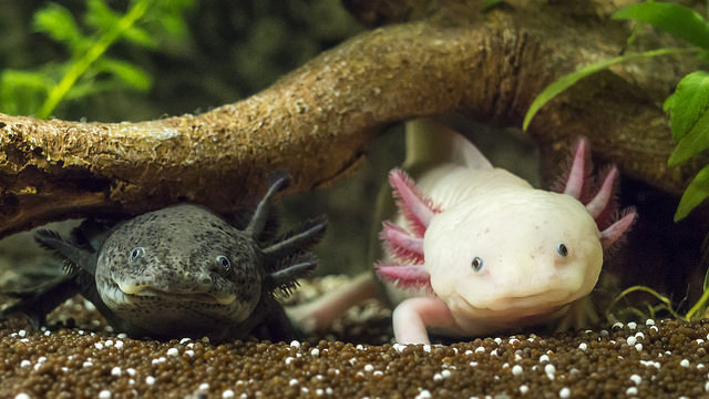 The Axolotl